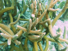 Staghorn Coral IMG 7252